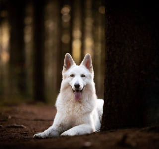 Illustration de l'article : 15 portraits de chiens sublimés par la lumière et les couleurs féériques de l’heure dorée