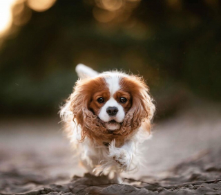 Illustration de l'article : 15 portraits de chiens sublimés par la lumière et les couleurs féériques de l’heure dorée