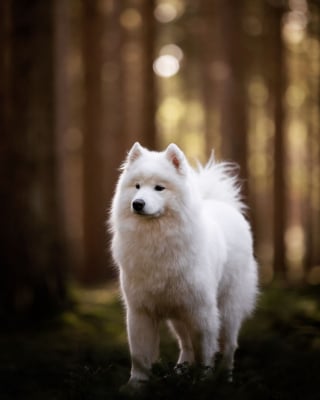 Illustration de l'article : 15 portraits de chiens sublimés par la lumière et les couleurs féériques de l’heure dorée