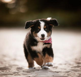 Illustration de l'article : 15 portraits de chiens sublimés par la lumière et les couleurs féériques de l’heure dorée