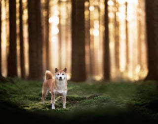 Illustration de l'article : 15 portraits de chiens sublimés par la lumière et les couleurs féériques de l’heure dorée