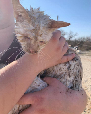 Illustration de l'article : Une femme sort un chat aveugle des décombres laissés par une tornade et l'héberge pour le soigner