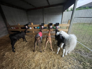 Illustration de l'article : Des veaux orphelins trouvent refuge dans les pattes d'un Samoyède doux et joueur (vidéo)