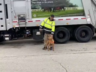 Illustration de l'article : Un chien errant qui a élu domicile dans une poubelle chemine vers une vie meilleure grâce à une association (vidéo)