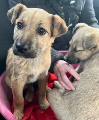 Illustration de l'article : 2 chiots âgés de 3 mois ne peuvent contenir leur excitation après avoir été secourus sur le bord de la route (vidéo)