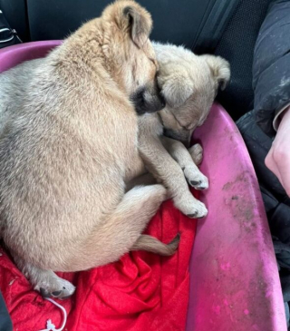 Illustration de l'article : 2 chiots âgés de 3 mois ne peuvent contenir leur excitation après avoir été secourus sur le bord de la route (vidéo)