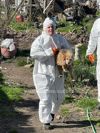 Illustration de l'article : 200 chiens sauvés et retirés d'une maison de l'horreur