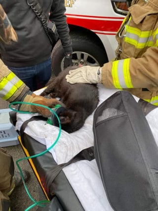 Illustration de l'article : Des pompiers luttent contre un incendie et découvre avec stupeur plus de 100 chats détenus à l'intérieur de la maison