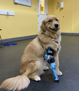 Illustration de l'article : Un Golden Retriever à 3 pattes pose fièrement avec sa nouvelle prothèse et émeut les internautes