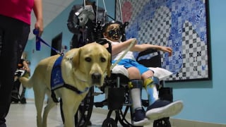 Illustration de l'article : Un Labrador capable de comprendre 40 commandes a été embauché comme chien de soutien dans un hôpital pour enfants (vidéo)