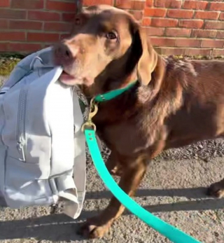 Illustration de l'article : La séquence virale d'un homme portant une collerette vétérinaire afin de soutenir son chien opéré à l'oeil