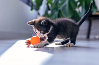 Illustration de l'article : 8 jeux réjouissants à faire avec votre chat