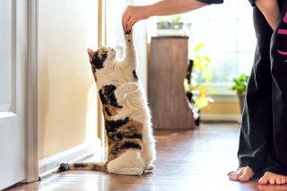 Illustration de l'article : 8 jeux réjouissants à faire avec votre chat