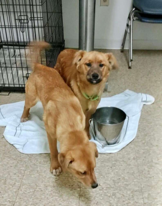 Illustration de l'article : Un chiot réconforte sa soeur avec un câlin après avoir été sauvé de terribles conditions de vie