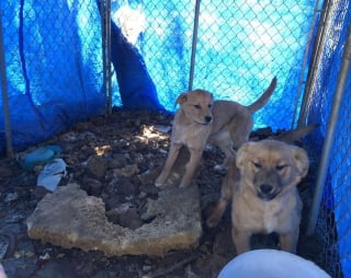 Illustration de l'article : Un chiot réconforte sa soeur avec un câlin après avoir été sauvé de terribles conditions de vie