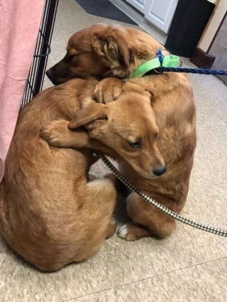 Illustration de l'article : Un chiot réconforte sa soeur avec un câlin après avoir été sauvé de terribles conditions de vie