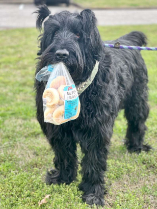 Illustration de l'article : Ce chien insiste quotidiennement pour transporter avec sa bouche des objets insolites à chaque promenade (vidéo)