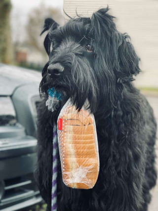 Illustration de l'article : Ce chien insiste quotidiennement pour transporter avec sa bouche des objets insolites à chaque promenade (vidéo)