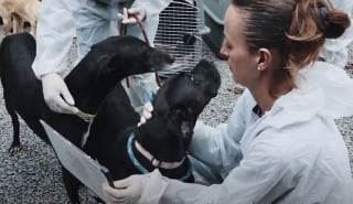 Illustration de l'article : « La France a besoin de lui » : la SPA demande au futur président de nommer un Défenseur des Droits des Animaux (vidéo)