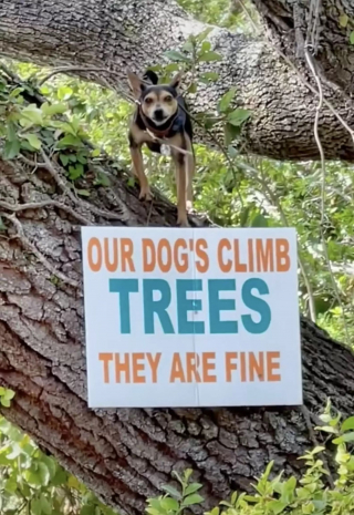 Illustration de l'article : Une femme aperçoit un panneau étrange au sommet d'un arbre et reste abasourdie quand elle voit un chien juste à côté