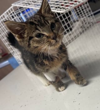 Illustration de l'article : Des chatons affamés et abandonnés derrière des poubelles retrouvés par une association. Une enquête a été ouverte !