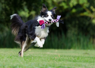 Illustration de l'article : 6 bons réflexes à avoir pour gérer et prévenir les périodes d’activité aléatoire frénétique chez le chien