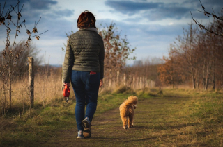 Illustration de l'article : 6 bons réflexes à avoir pour gérer et prévenir les périodes d’activité aléatoire frénétique chez le chien