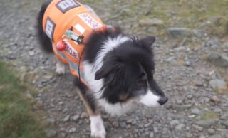 Illustration de l'article : Le plus vieux chien de sauvetage en montagne va recevoir une médaille après 11 ans de carrière au Royaume-Uni