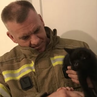 Illustration de l'article : Le jour du déménagement, un chaton reste coincé dans le mur de sa nouvelle maison et nécessite l'intervention des pompiers