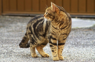 Illustration de l'article : Une étude révèle où se déplace votre chat quand il est dehors en solitaire