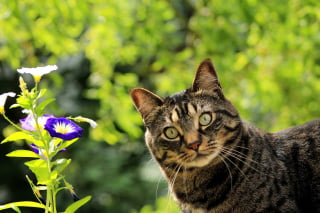 Illustration de l'article : 18 prénoms de chats qui sentent bon le printemps