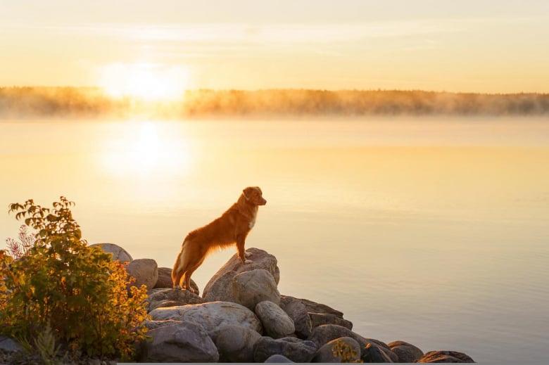 https://www.woopets.fr/assets/ckeditor/2022/may/actualities/13803/xl/nova-scotia-duck-tolling-retriever-g44dbe1cc5_1280.jpg