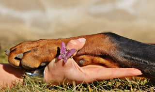 9 raisons qui expliquent pourquoi votre chien se lèche les pattes