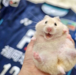 Illustration de l'article : 17 photos de hamsters qui pourraient remporter le prix de l'animal le plus mignon