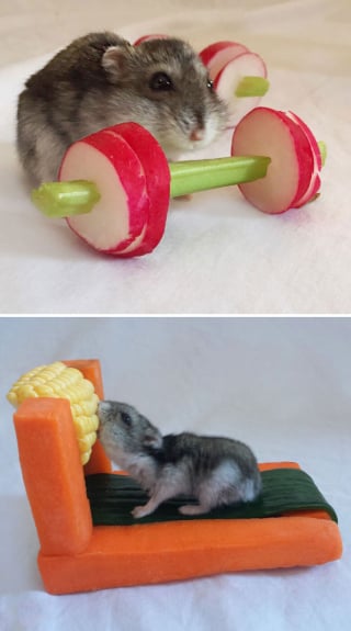 Illustration de l'article : 17 photos de hamsters qui pourraient remporter le prix de l'animal le plus mignon