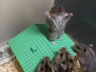 Illustration de l'article : 17 photos de hamsters qui pourraient remporter le prix de l'animal le plus mignon