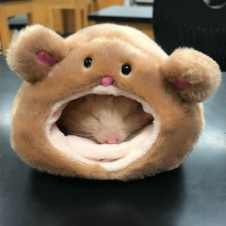 Illustration de l'article : 17 photos de hamsters qui pourraient remporter le prix de l'animal le plus mignon