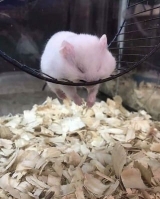 Illustration de l'article : 17 photos de hamsters qui pourraient remporter le prix de l'animal le plus mignon