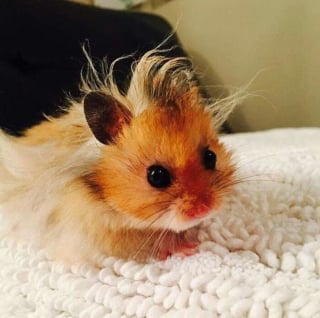 Illustration de l'article : 17 photos de hamsters qui pourraient remporter le prix de l'animal le plus mignon