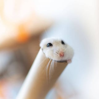 Illustration de l'article : 17 photos de hamsters qui pourraient remporter le prix de l'animal le plus mignon