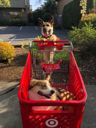 Illustration de l'article : 13 photos de chats et de chiens qui vous feront mourir de rire !