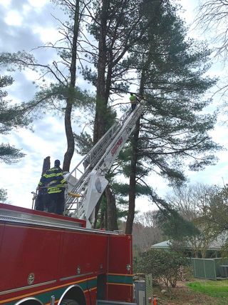 Illustration de l'article : Après plusieurs tentatives de sauvetage, un chat perché à 24 mètres de haut doit son salut à un grimpeur d'arbres professionnel