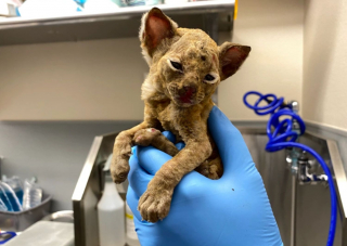 Illustration de l'article : Rescapé d’un incendie dans une décharge, un chaton sévèrement brûlé s’en remet avec un courage remarquable