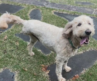 Illustration de l'article : Un chien à 3 pattes victime d'un cancer est salué en héros pour avoir sauvé un bébé loutre (vidéo)