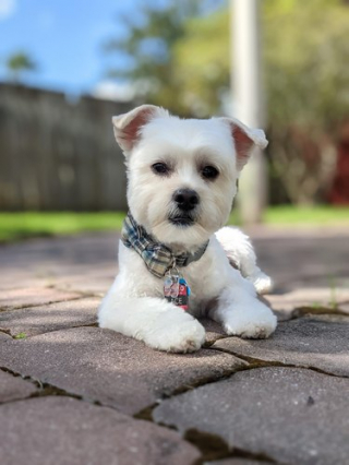 Illustration de l'article : 15 chiens méconnaissables après leur passage chez le toiletteur