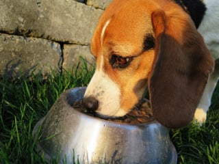 Illustration de l'article : Donner un seul repas par jour à son chien serait bon pour sa santé, révèle une nouvelle étude