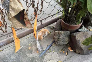 Illustration de l'article : Un chaton inerte dans la rue semble ne plus avoir la force de vivre (vidéo)