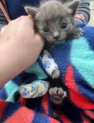 Illustration de l'article : Un chaton blessé après s'être caché sous une tondeuse à gazon mise en marche attend une bonne nouvelle