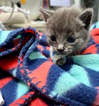 Illustration de l'article : Un chaton blessé après s'être caché sous une tondeuse à gazon mise en marche attend une bonne nouvelle