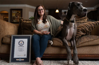Illustration de l'article : Un Dogue Allemand fait son entrée dans le Guinness World Records grâce à sa taille impressionnante (vidéo)
